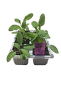 Sage Herb 6 Pack Seedling Tray