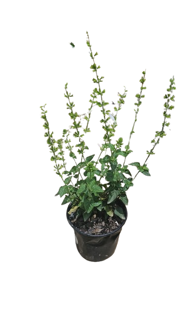 Salvia Snow White Nymph 17cm