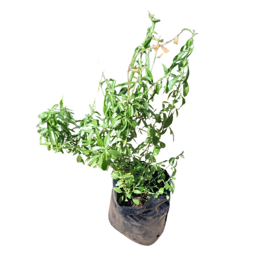 Salvia White 4L
