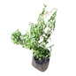 Salvia White 4L