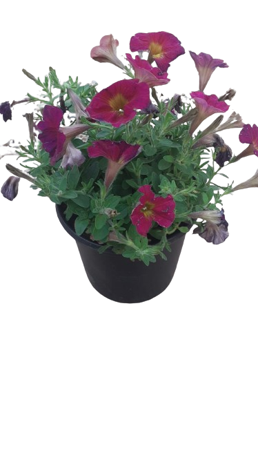 Petunia Assorted 17cm