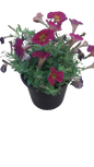 Petunia Assorted 17cm