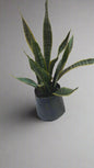 Sansveria Yellow & Green 10L