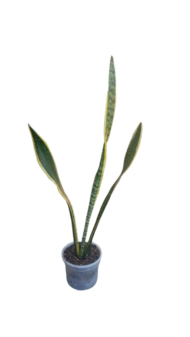 Sansevieria Green/Yellow In clear pots