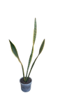 Sansevieria Green/Yellow In clear pots