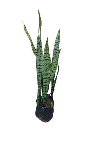 Sansenveria Green / Grey 10Lt