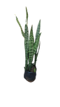 Sansenveria Green / Grey 10Lt