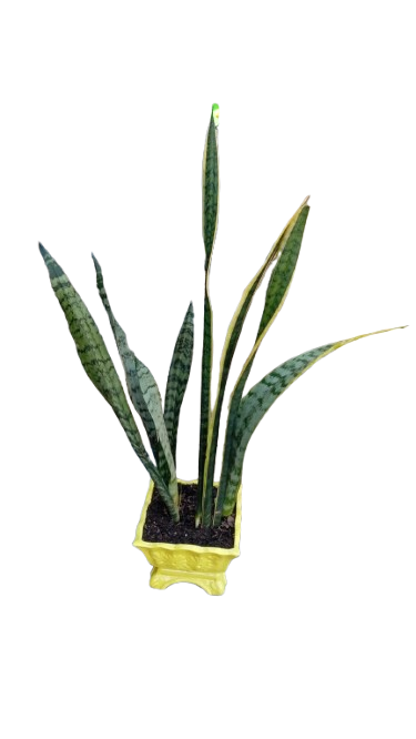 Sansevieria Green Yellow and Grey In Ceramic Pot