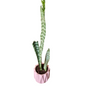Sansevieria in a pink F-pot