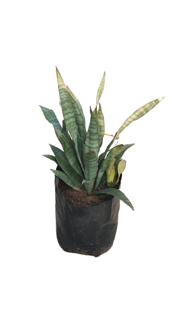 Sansevieria Metallica 10L