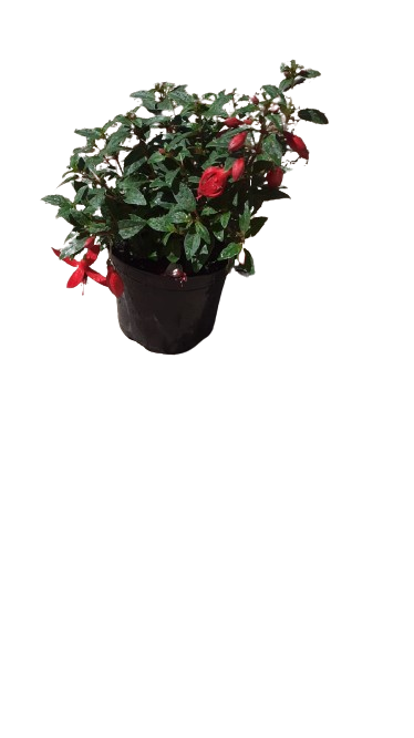 Fuchsia Bella Assorted 15 cm