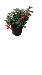 Fuchsia Bella Assorted 15 cm