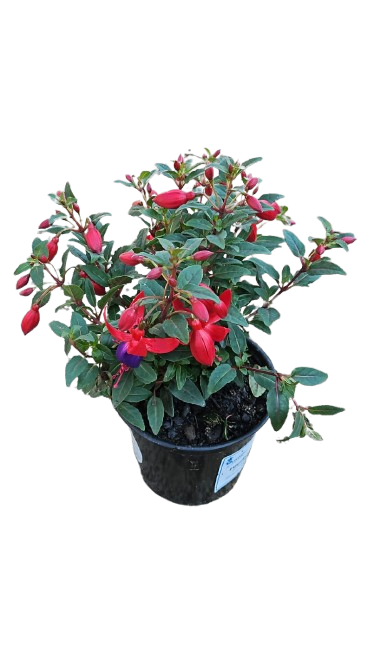 Fuchsia Bella Assorted 15 cm
