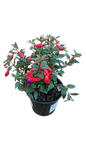 Fuchsia Bella Assorted 15 cm