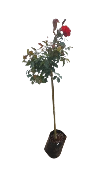 Satchmo Rose Standard Tall 5L