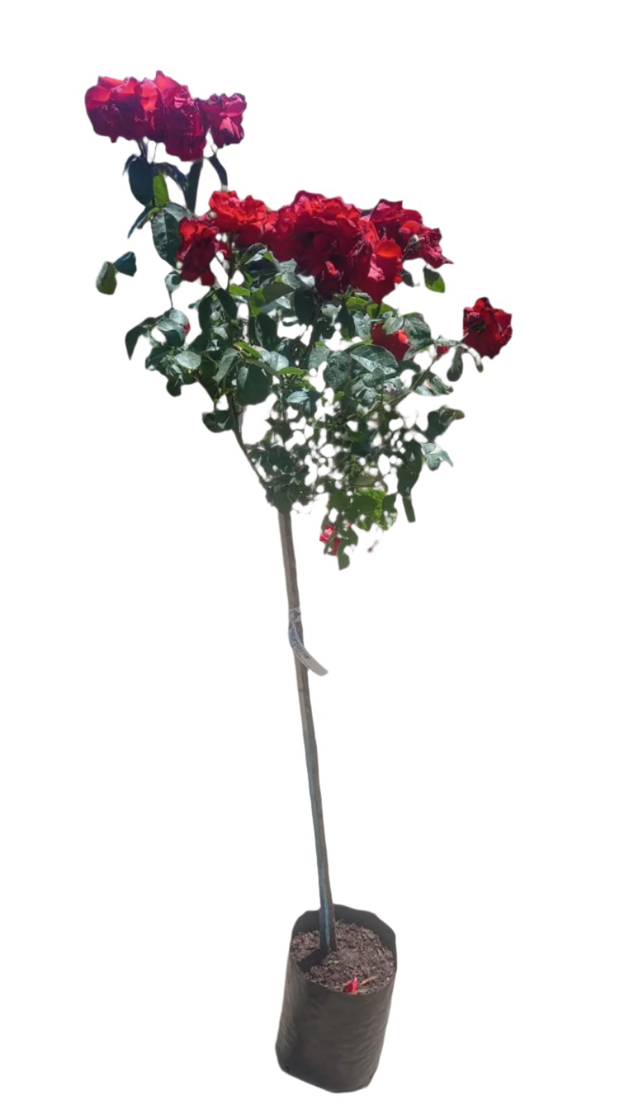 Assorted Roses 10L