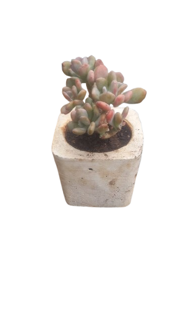 Succulent In White Cement Pot
