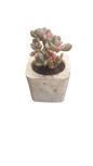 Succulent In White Cement Pot