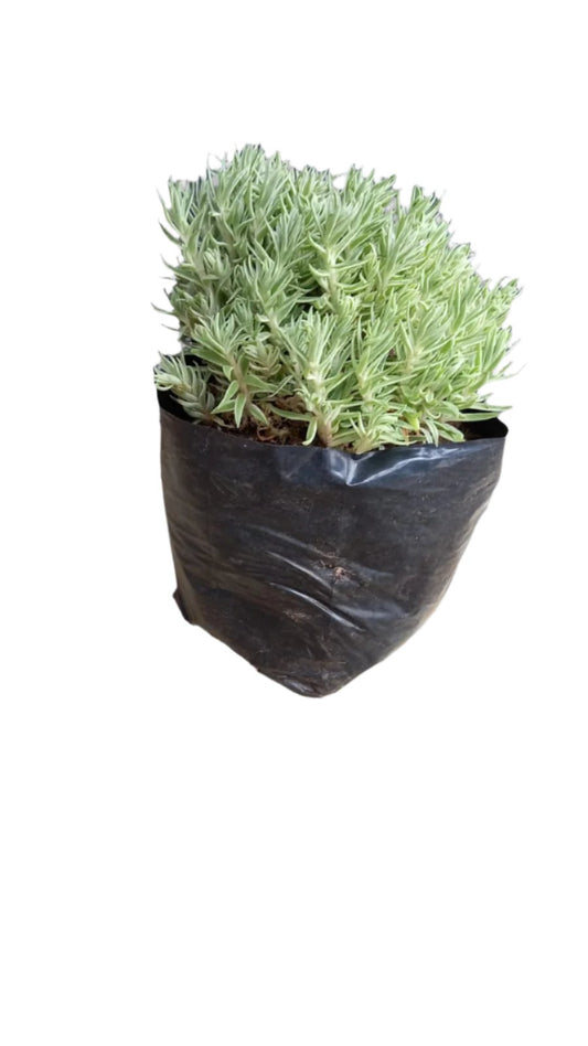 Sedum Variegated 1.5L