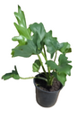 Philo Selloum 15cm