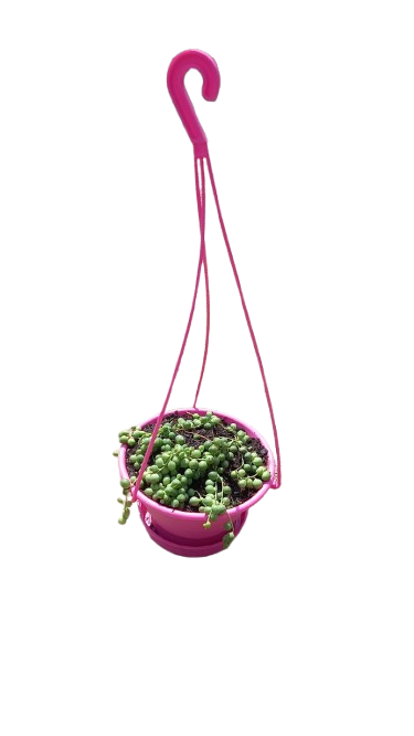 Senecio Rowleyanus 'Beads' 15cm Hanging Basket