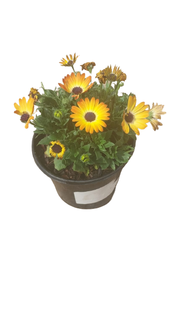 Osteospermum Serenity assorted 17cm