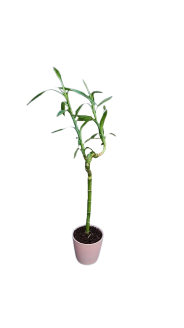 Lucky Bamboo In Ceramic Pot