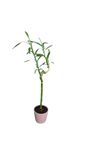 Lucky Bamboo In Ceramic Pot