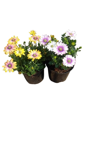Osteospermum Seniorita 15cm