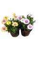 Osteospermum Seniorita 15cm
