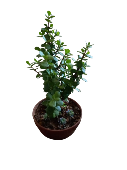 Succulent in round Bowl