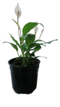 Spathiphyllum wallisii 'Chopin' (peace lily) 19cm