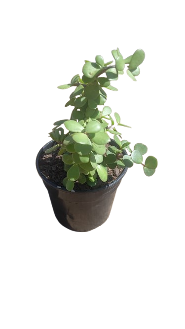 Spekboom - 15cm