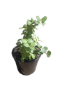 Spekboom - 15cm