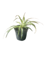 Chlorophytum Comosum (Spider Plant) 14cm