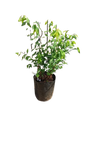 spiraea cantoniensis Flora Plena 10L