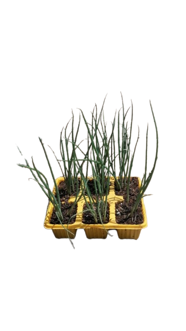 Spring Onion Seedling