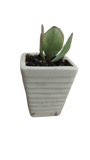 Succulent in Ceramic Pot