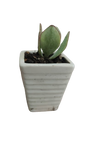 Succulent in Ceramic Pot