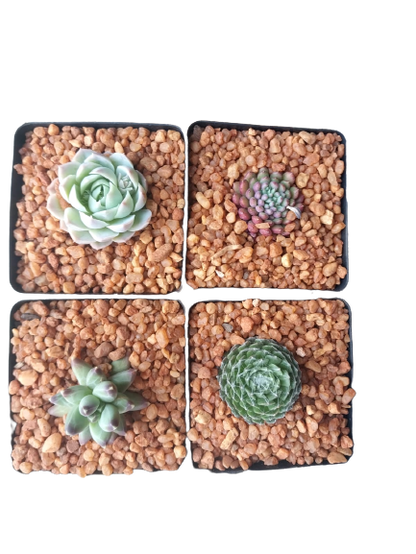 Decorative Square Succulent 10cm