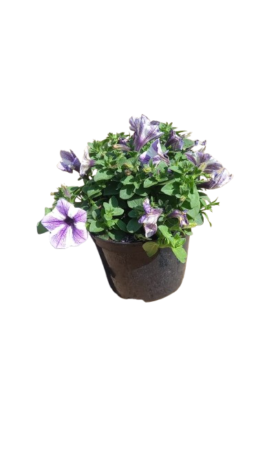 Petunia 15cm Various Colour
