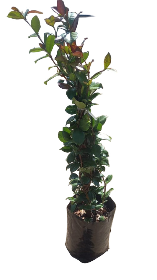 Star Jasmine 10L