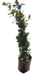 Star Jasmine 10L