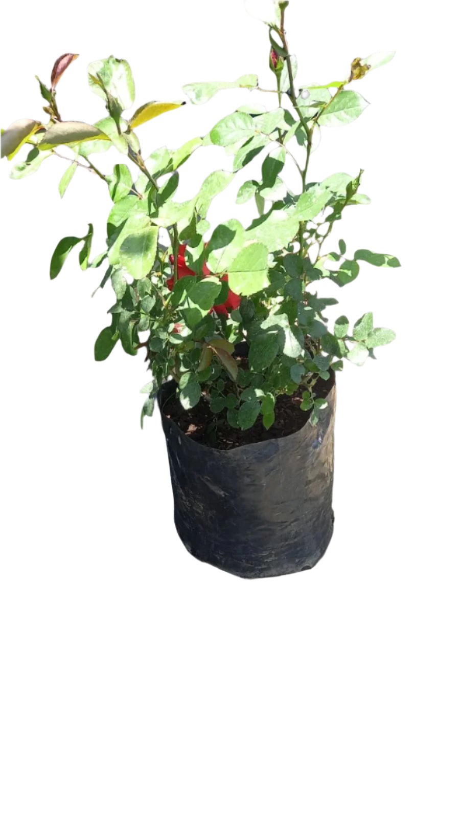 Assorted Roses 10L