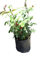 Assorted Roses 10L