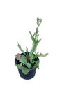 Statice Qis - Dark Blue Pots