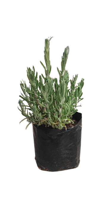 Lavender Various 2.5L