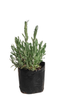 Lavender Various 2.5L