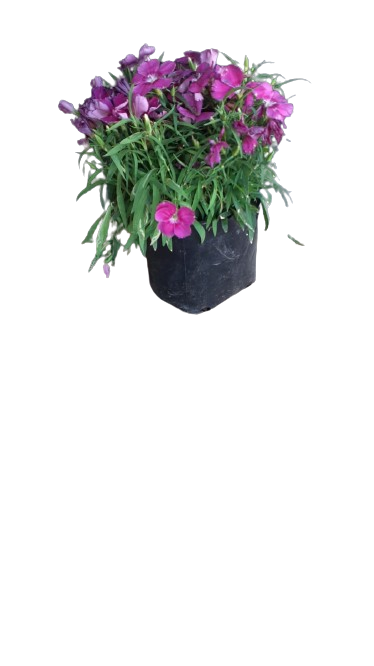 Dianthus Crononet Various 3L