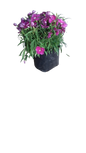 Dianthus Crononet Various 3L